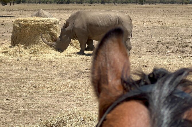 Day safari to Olpejeta Rhino conservancy - Three hours with chimpanzees at Ol Pejeta
