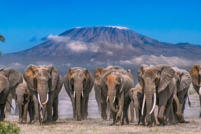 Day Tour - Amboseli National Park From Nairobi - Transport, comfort, and group size