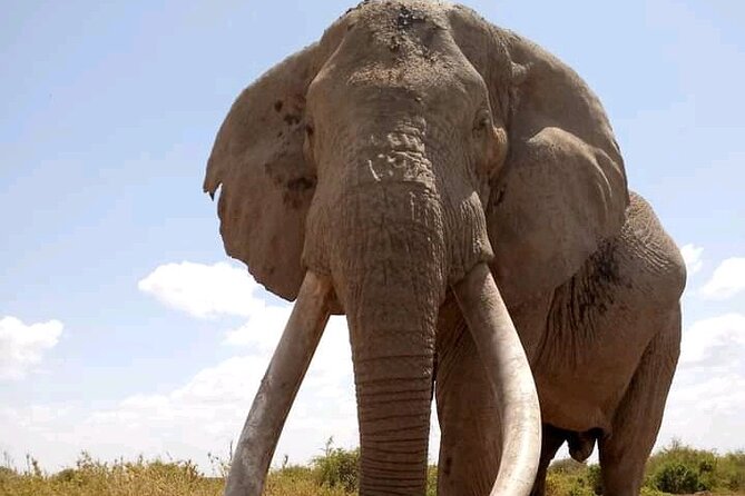 Day Tour - Amboseli National Park From Nairobi - What the $140 price really buys you