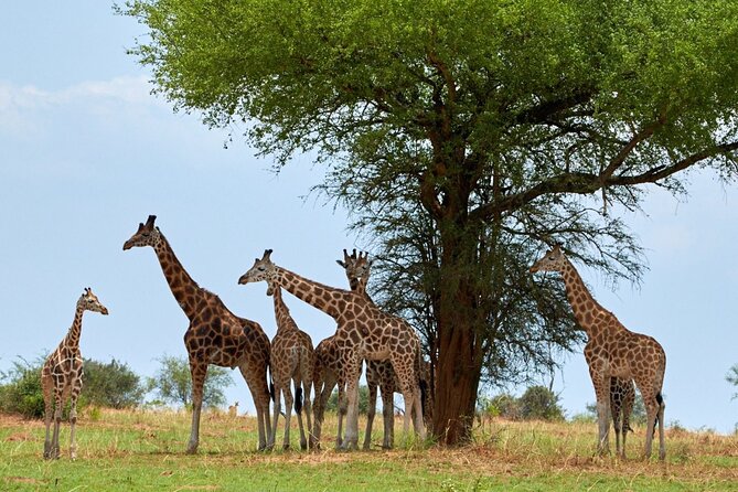 Day Tour at Nairobi National Park and Giraffe Centre - Rothschild’s giraffes at the Giraffe Centre
