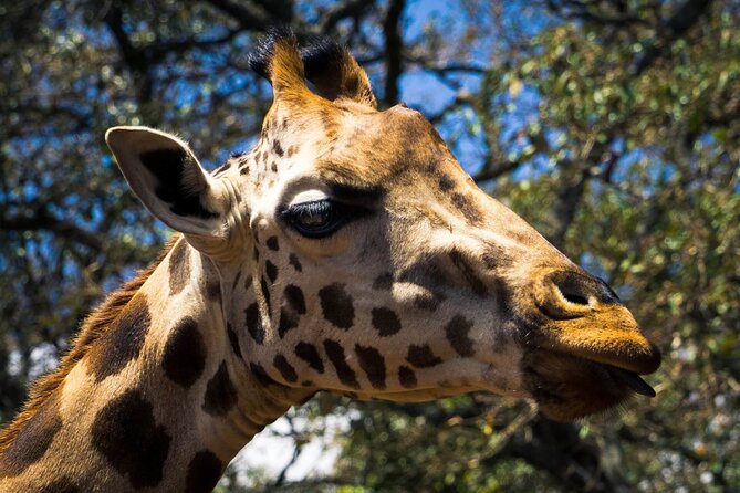Day Tour at Nairobi National Park and Giraffe Centre - The optional Kobe Beads Factory visit