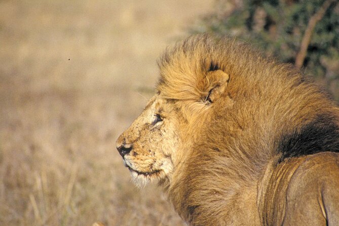Day Tour at Nairobi National Park and Giraffe Centre - What the $78 price really covers