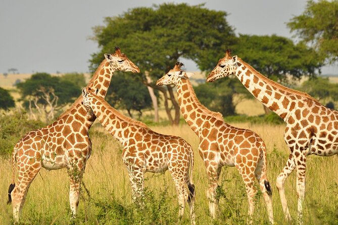 Day Tour at Nairobi National Park and Giraffe Centre - Best for families, short stays, and first-time safari plans