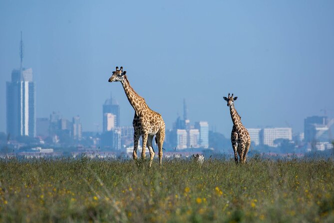 Day Tour at Nairobi National Park and Giraffe Centre - Lunch and the move toward the Giraffe Centre