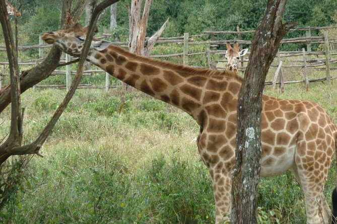Day Tour Giraffe Center, Karen blixen and Lunch at Carnivore - Karen Blixen’s farmhouse from 1914 to 1931