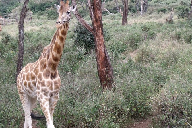 Day Tour Giraffe Center, Karen blixen and Lunch at Carnivore - Lunch at Carnivore on Langata Road