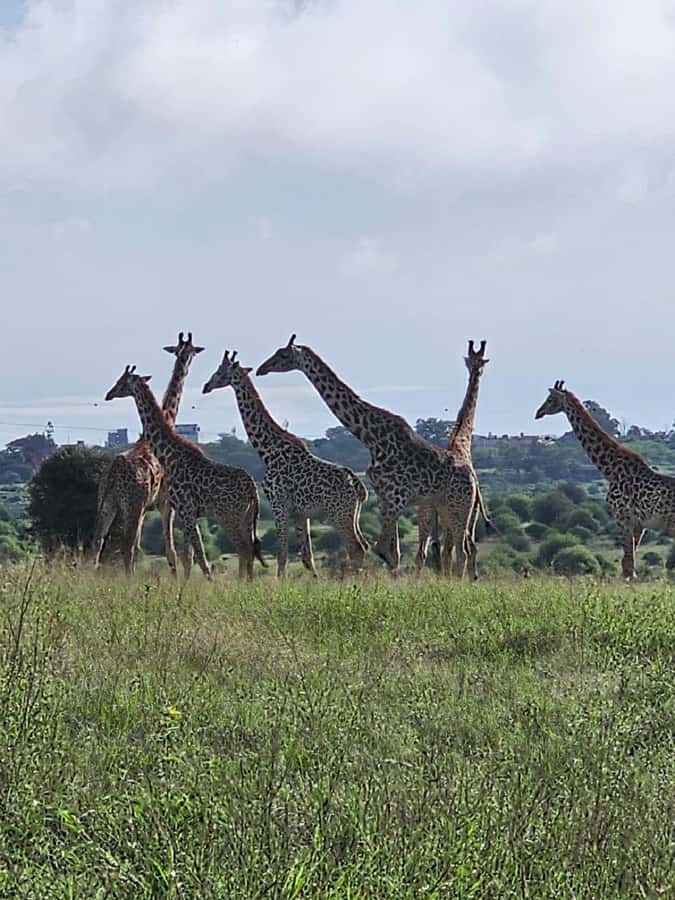 Day tour Hells gate and lake Naivasha from Nairobi - My Final Take: Book It After One Price Check