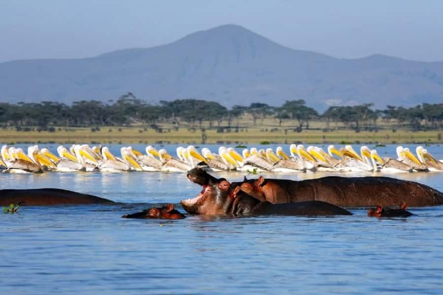 Day tour Hells gate and lake Naivasha from Nairobi - Lake Naivasha: Begin With Water and Wildlife