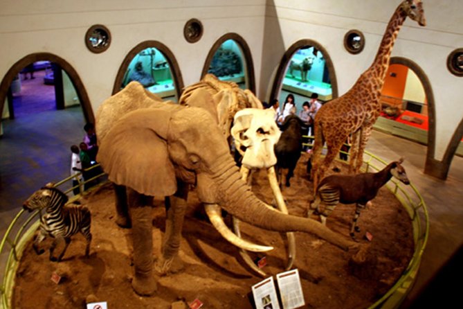 Day Tour Nairobi Museum, Giraffe Centre & Nairobi National Park - Why the city skyline changes the safari