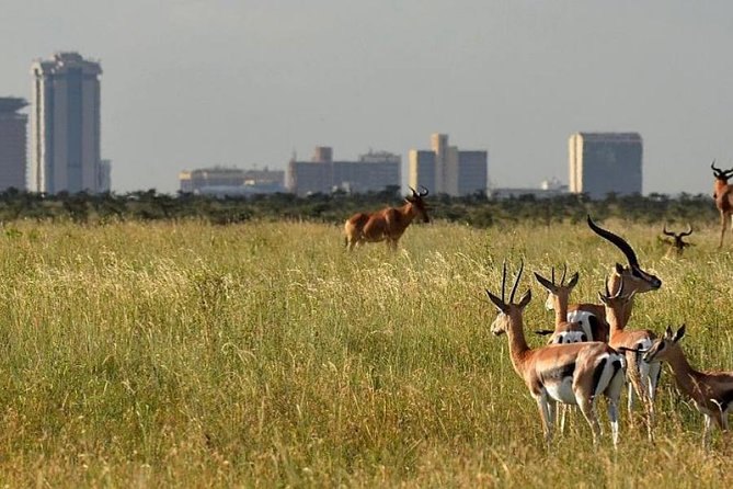 Day Tour Nairobi Museum, Giraffe Centre & Nairobi National Park - Who should book this Nairobi day tour?