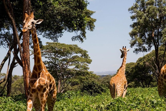 Day Tour Nairobi Museum, Giraffe Centre & Nairobi National Park - Four hours among wildlife at Nairobi National Park