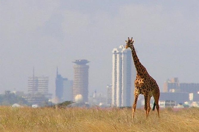 Day Tour Nairobi National Park - Key points before you book