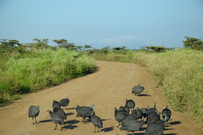 Day Tour Nairobi National Park - Why Nairobi National Park works for a one-day safari