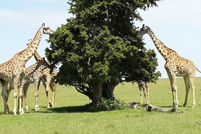 Day Tour Nairobi National Park - The black rhino sanctuary and conservation angle