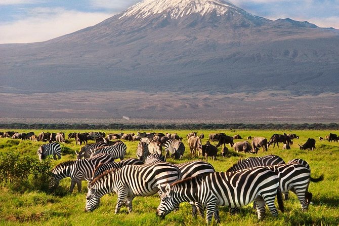 Day Tour Nairobi National Park - Nairobi Safari Walk and the animal orphanage