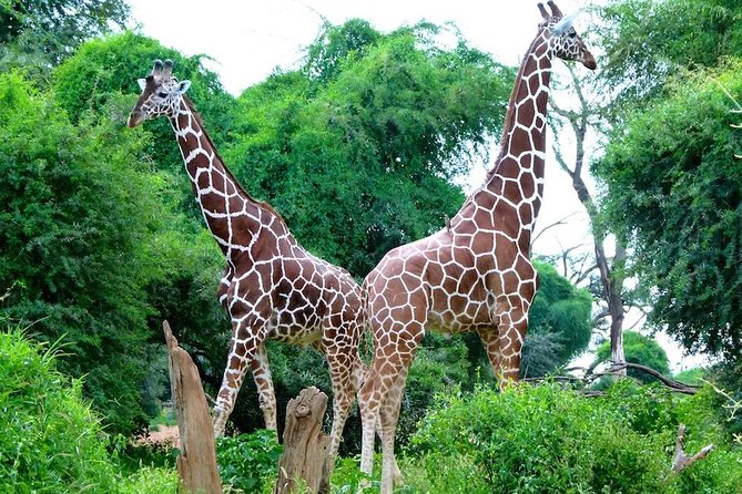 Day Tour Nairobi National Park - Is $390 a fair price?