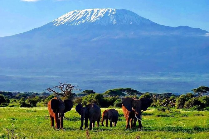 Day Tour Nairobi National Park - Watching for rhinos, lions, and giraffes in the grassland