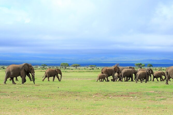 Day Tour to Amboseli National Park - Leaving Nairobi before sunrise