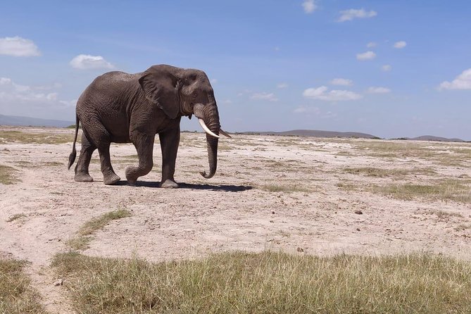 Day Tour to Amboseli National Park - Who should book this Amboseli safari?