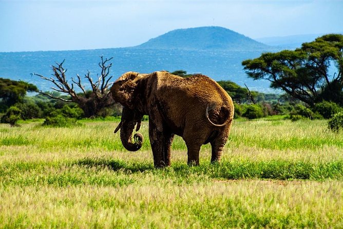 Day Tour To Amboseli National Park - Who will enjoy this day most