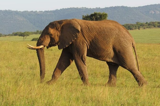 Day Tour To Amboseli National Park From Nairobi - Key points to know before booking