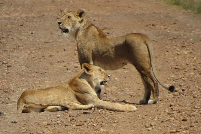 Day Tour To Amboseli National Park From Nairobi - The 5:00 a.m. departure from Nairobi