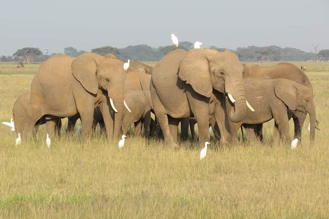 Day Tour To Amboseli National Park From Nairobi - Observation Hill and the marsh views