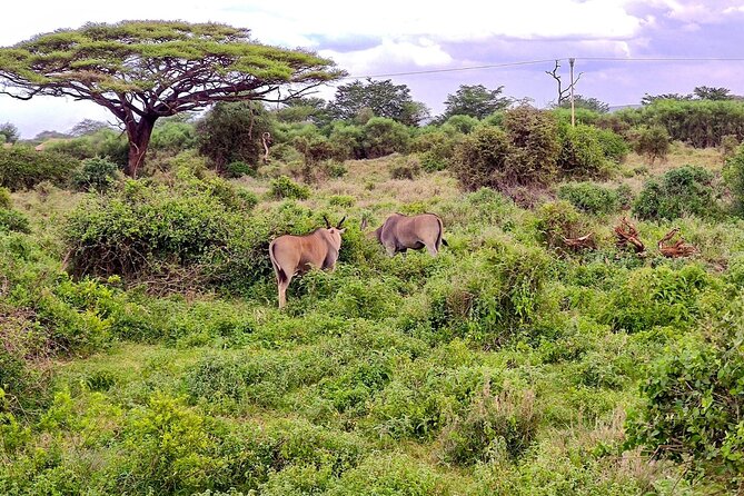 Day Tour To Amboseli National Park From Nairobi - Lunch at Ol Tukai Lodge for an extra $30