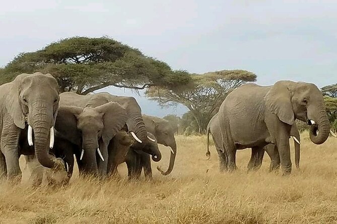 Day Tour To Amboseli National Park From Nairobi - The optional Maasai village visit