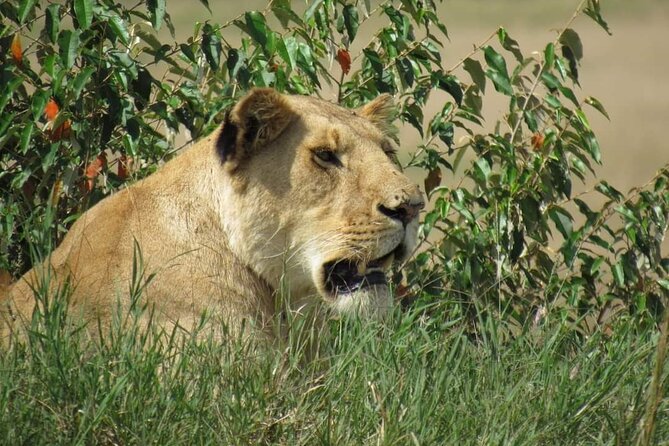 Day Tour To Amboseli National Park From Nairobi - Six hours of wildlife watching from a pop-up roof