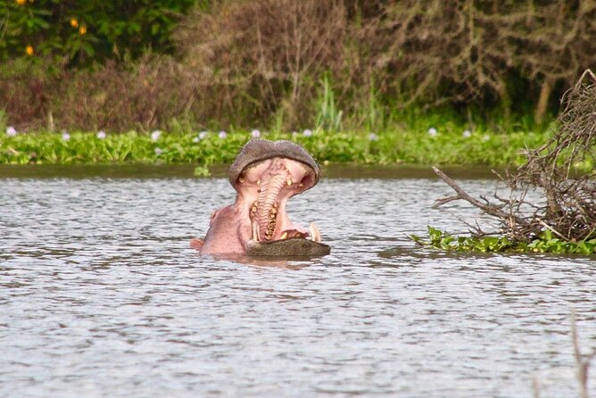 Day Tour to Crescent Island in Naivasha - What Crescent Island Offers Near Lake Naivasha