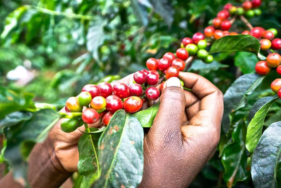 Day Tour to Fairview Coffee Estate From Nairobi - Key points about the Fairview coffee visit