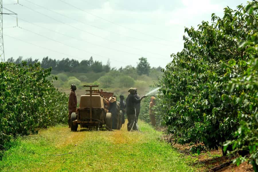 Day Tour to Fairview Coffee Estate From Nairobi - The one-hour ride from Nairobi to Kiambu