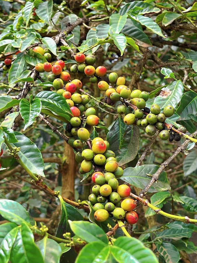 Day Tour to Fairview Coffee Estate From Nairobi - Shopping for beans and souvenirs