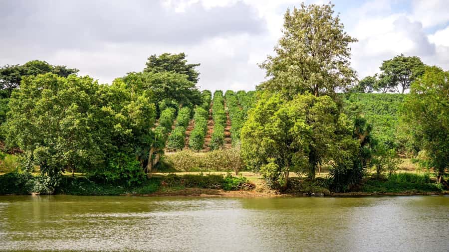 Day Tour to Fairview Coffee Estate From Nairobi - Walking through Fairview’s coffee fields