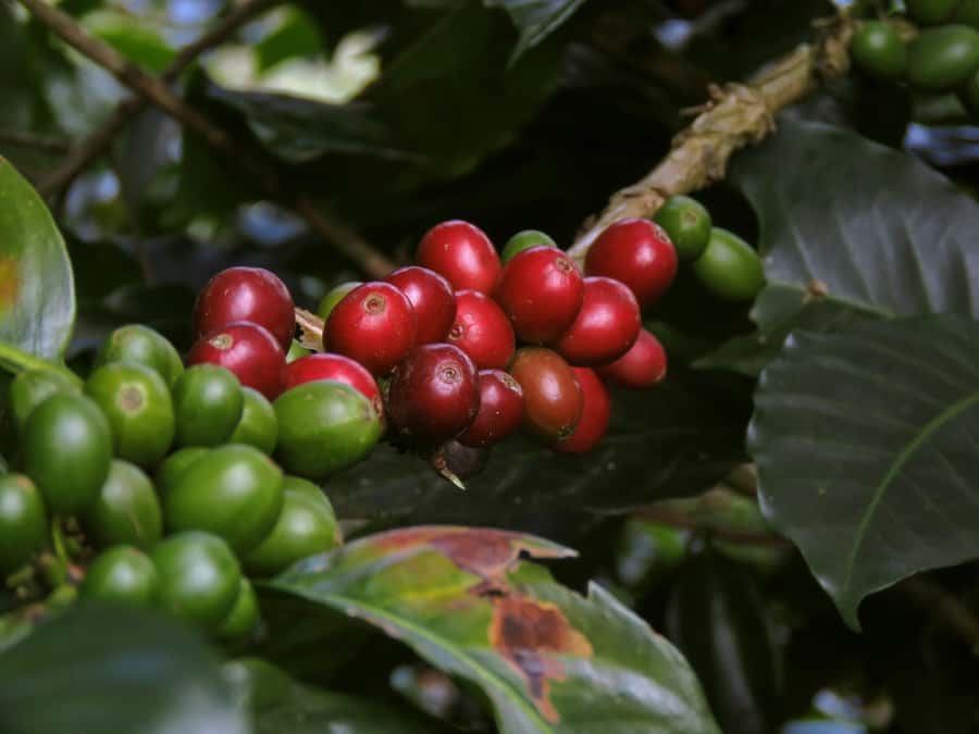 Day Tour to Fairview Coffee Farm - Key points at a glance