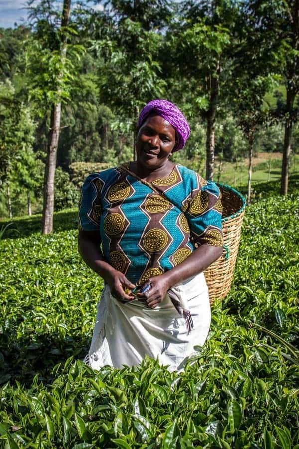 Day Tour to Fairview Coffee Farm - Why a coffee farm makes a good Nairobi outing