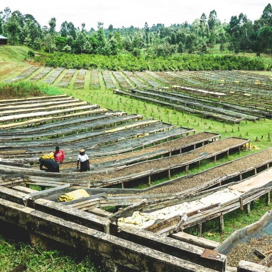 Day Tour to Fairview Coffee Farm - Coffee, cookies, and country air in the garden