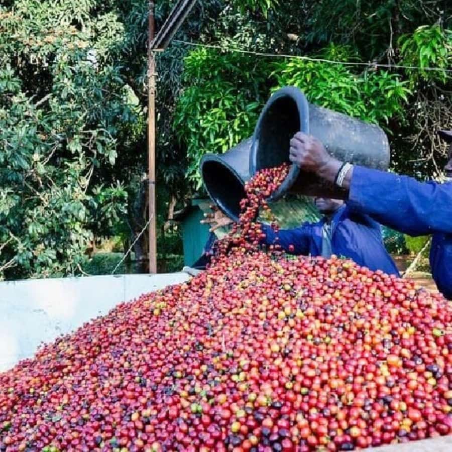 Day Tour to Fairview Coffee Farm - What the $50 price really covers