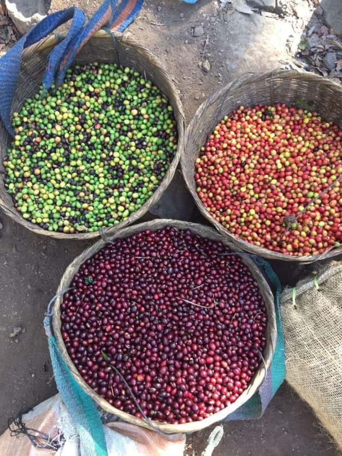 Day Tour to Fairview Coffee Farm - Who will enjoy Fairview most