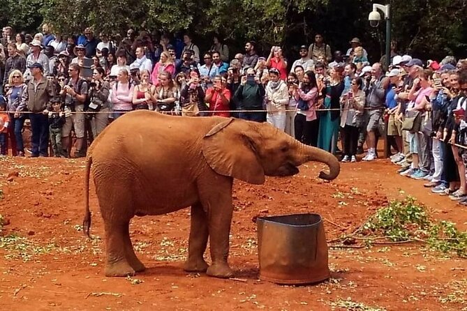 Day Tour to Giraffe Center and Karen Blixen Museum - Who will enjoy this tour most?