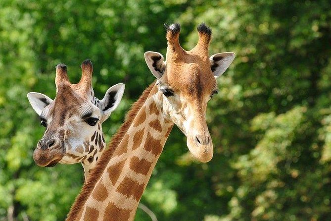 Day tour to Giraffe center and Karen Blixen Nairobi - Three very different Nairobi experiences in six hours