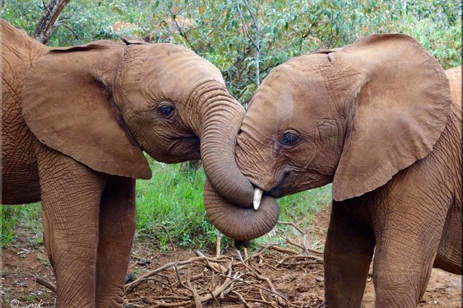 Day tour to Giraffe center and Karen Blixen Nairobi - Is $105 good value?