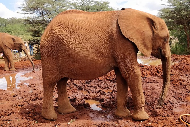 Day tour to Giraffe center and Karen Blixen Nairobi - Timing, transport, and what to bring