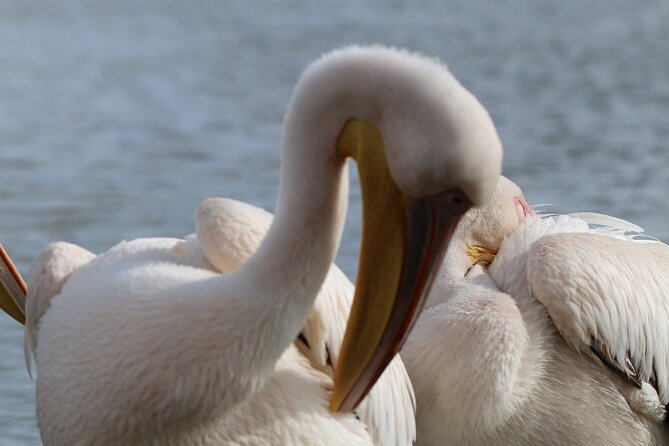 Day tour to Hell's Gate National park and optional Boat ride on lake Naivasha - Finishing the park visit around 1pm