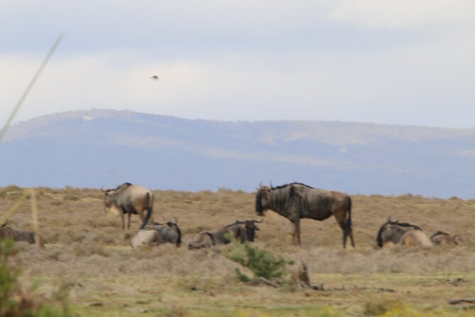 Day tour to Hell's Gate National park and optional Boat ride on lake Naivasha - The optional Lake Naivasha boat ride