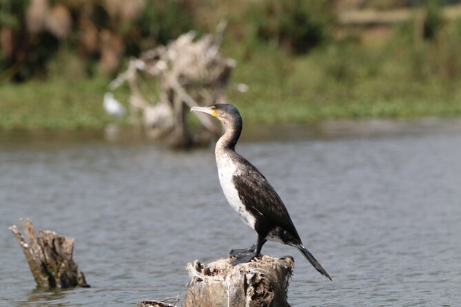 Day tour to Hell's Gate National park and optional Boat ride on lake Naivasha - Is $125 a fair price?