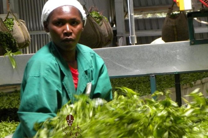 Day Tour To Kiambethu Tea Farm in Limuru - Tea, coffee, and the story of the farm