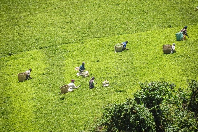 Day Tour To Kiambethu Tea Farm in Limuru - A three-course lunch from the garden