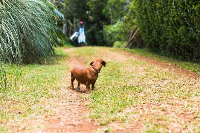 Day Tour To Kiambethu Tea Farm in Limuru - Why the private format matters